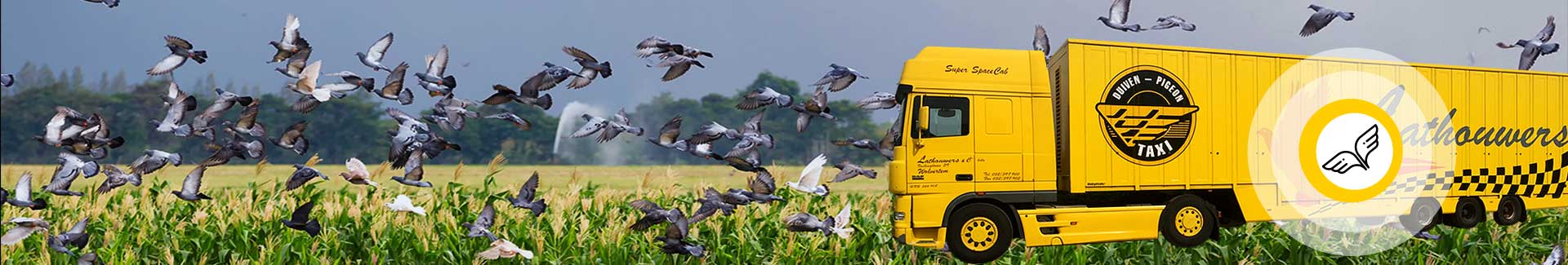 Pigeon transport